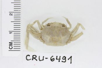 Media type: image;   Invertebrate Zoology CRU-6491